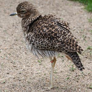 Cape thick knee