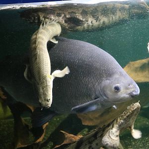 Six-banded distichodus - Tokyo Tower Aquarium, February 2016