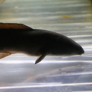 Mormyrid ID - Tokyo Tower Aquarium, February 2016