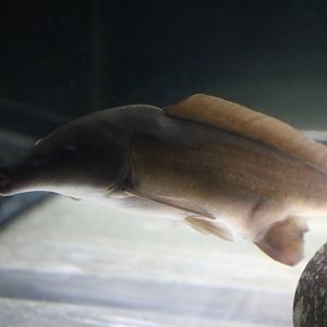 Mormyrus sp.- Tokyo Tower Aquarium, February 2016