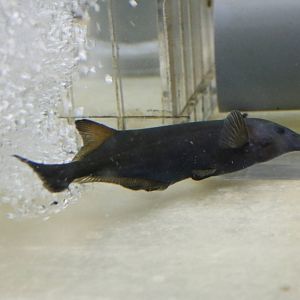 Campylomormyrus rhynchophorus - Tokyo Tower Aquarium, February 2016