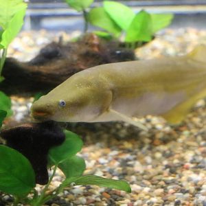 Mormyrops engystoma- Tokyo Tower Aquarium, February 2016