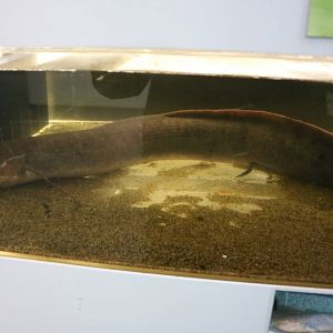 Slender lungfish - Tokyo Tower Aquarium, February 2016