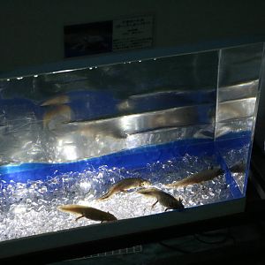 Axolotls on ice - Tokyo Tower Aquarium, February 2016
