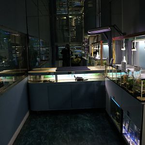Amphibian corner - Tokyo Tower Aquarium, February 2016