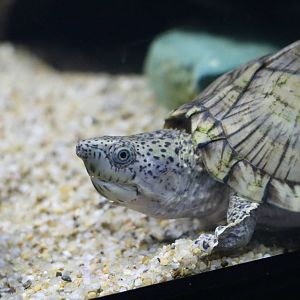 Razorback musk turtle - Tokyo Tower Aquarium, February 2016
