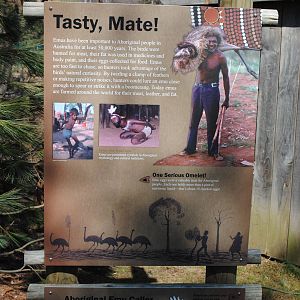 Emu Educational Poster