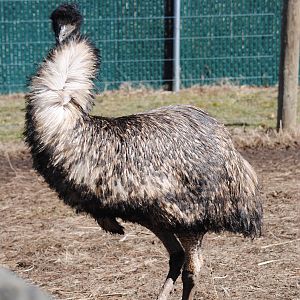 Emu