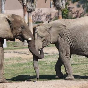 Bush elephants
