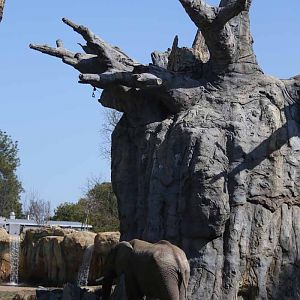 Elephant and baobob tree