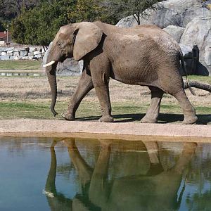 elephant reflected