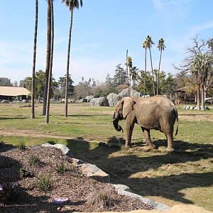 Elephant and savanna