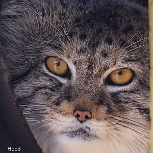 Pallas Cat