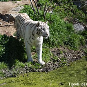 white tiger