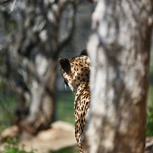 southern cheetah