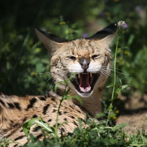 serval