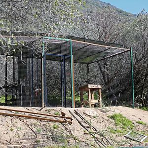 future small cat area