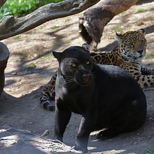 jaguar sisters