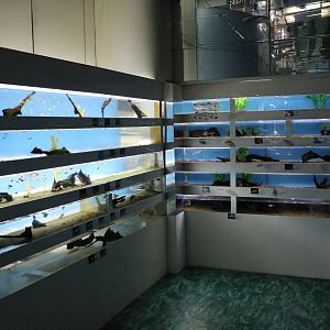 Freshwater fish - Tokyo Tower Aquarium, February 2016