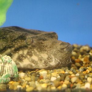 Arrowhead puffer - Tokyo Tower Aquarium, February 2016