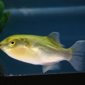 Golden puffer - Tokyo Tower Aquarium, February 2016