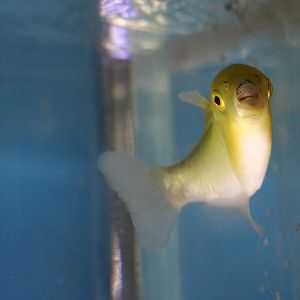 Golden puffer - Tokyo Tower Aquarium, February 2016