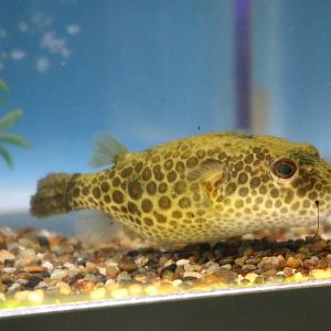 Pufferfish ID - Tokyo Tower Aquarium, February 2016