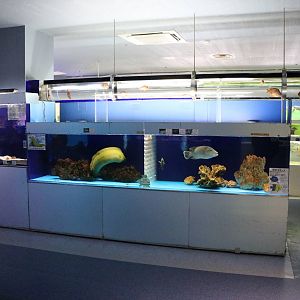 Marine tanks - Tokyo Tower Aquarium, February 2016