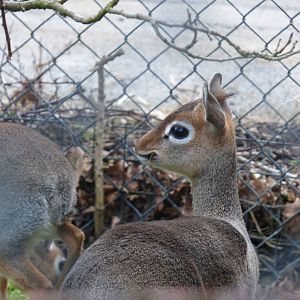 Kirks Dik Dik in Grey Crowned Crane Exhibit