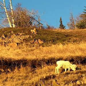 Dall Sheep at McHugh Creek - Alaska