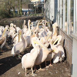 Great white pelicans in front of Reptilian house