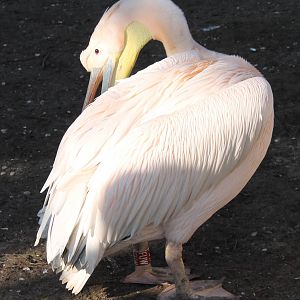 Great white pelican