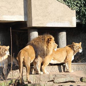 Lions
