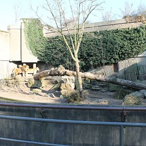 Enclosure Lions