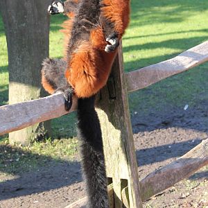 Sun-bathing Red ruffed lemur