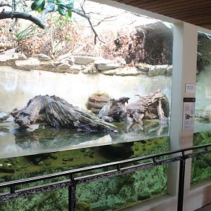 Enclosure Small-clawed otters