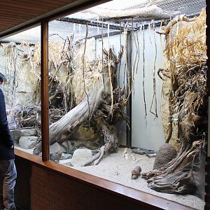 Enclosure Dwarf mongoose