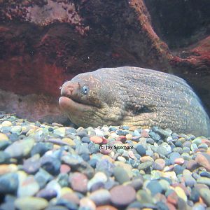 Moray Eel