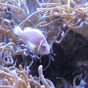 Pink Skunk Clownfish