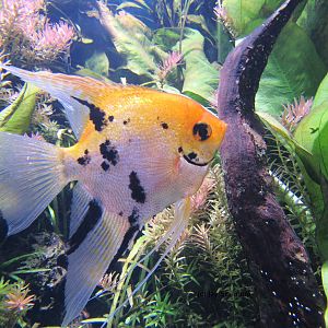 Gold Marble Angelfish