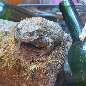California Toad