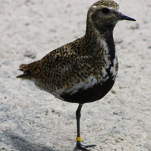 European golden plover