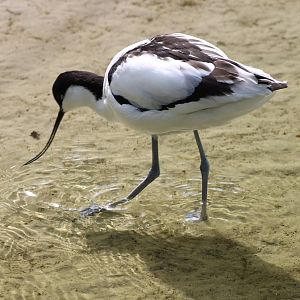 Pied avocet