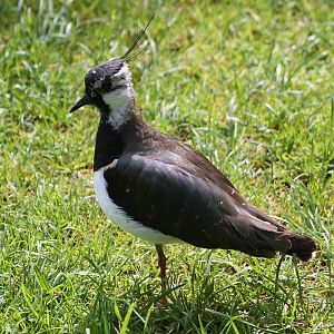 European lapwing