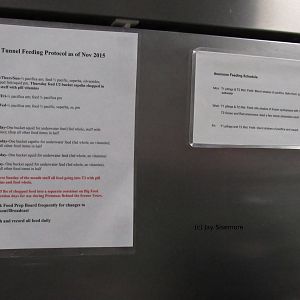 Tunnel Feeding Protocol