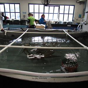 Quarantine Tank #1 and Jelly Lab