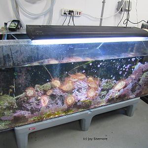 Behind the Scenes Tropical Tank