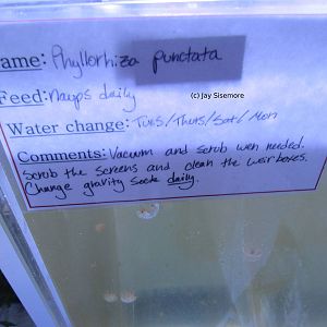 Behind the Scenes White Spotted Jelly Lab