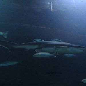 Broadnose Sevengill Shark