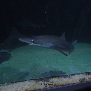 Soupfin Shark